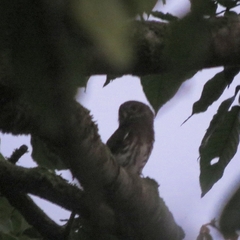 Glaucidium minutissimum