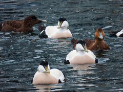 Somateria mollissima