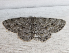 Ectropis crepuscularia