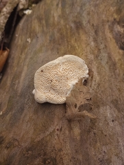 Fomitopsidaceae