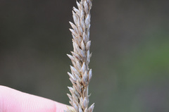 Chusquea tessellata