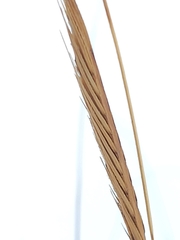 Sporobolus michauxianus