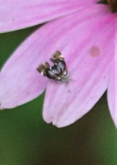 Prochoreutis inflatella