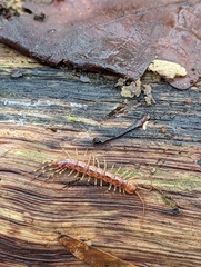 Lithobius variegatus