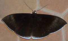 Lygniodes schoenbergi