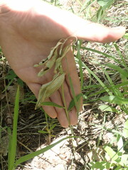 Neolasioptera asclepiae