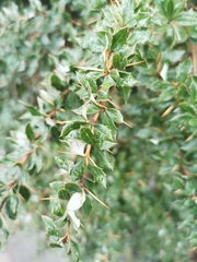 Berberis darwinii
