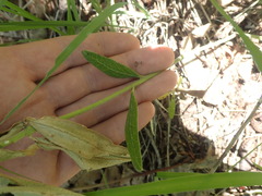 Neolasioptera asclepiae