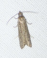Eucosma ambodaidaleia
