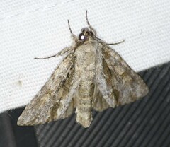 Acronicta connecta