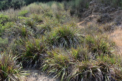 Libertia chilensis