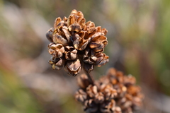 Libertia chilensis