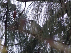 Melanotis hypoleucus