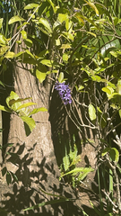 Petrea volubilis