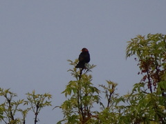 Turdus rufitorques