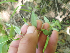 Symphyotrichum sericeum