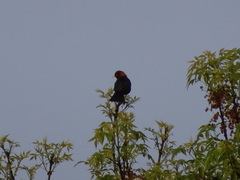 Turdus rufitorques