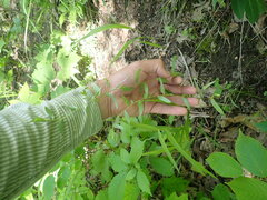 Symphyotrichum sericeum