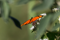Dryas iulia alcionea