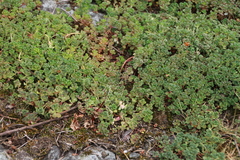 Sedum oreganum
