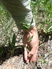 Dichanthelium scribnerianum