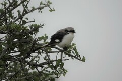 Lanius excubitoroides