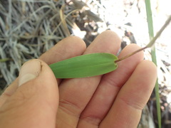 Dichanthelium scribnerianum