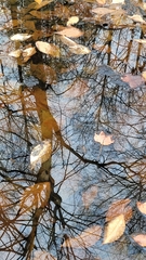 Lithobates sylvaticus