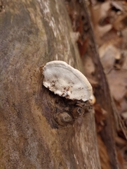 Fomitopsidaceae