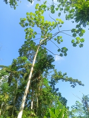 Cecropia peltata