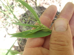 Dichanthelium scribnerianum