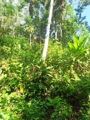 Cecropia peltata