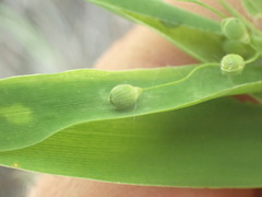 Dichanthelium scribnerianum