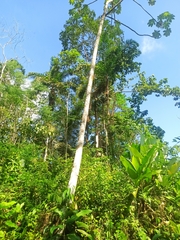 Cecropia peltata