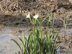Hymenocallis liriosme