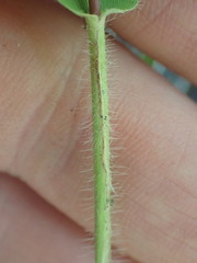 Dichanthelium scribnerianum