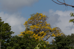 Handroanthus serratifolius