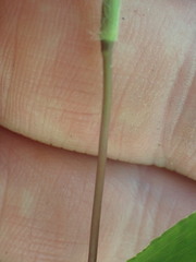 Dichanthelium scribnerianum