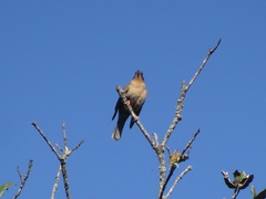 Turdus rufitorques