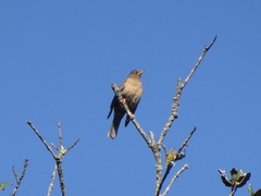 Turdus rufitorques