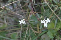 Iberis sempervirens