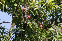 Mangifera