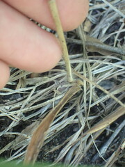 Dichanthelium scribnerianum