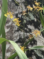 Oncidium sphacelatum