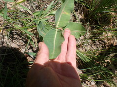 Asclepias amplexicaulis