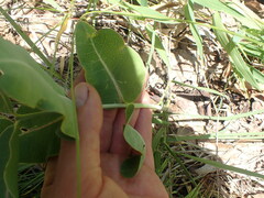 Asclepias amplexicaulis