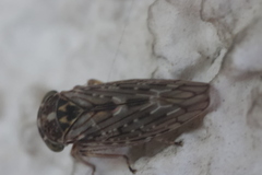 Idiocerus herrichii
