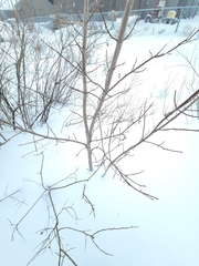 Acer negundo