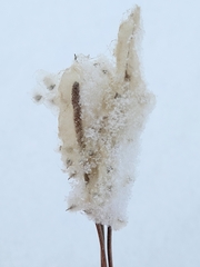 Anemone cylindrica