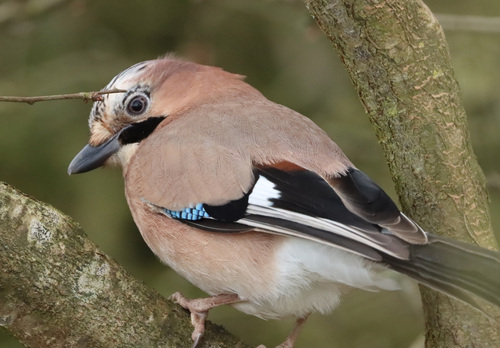 Arrendajo euroasiático (Garrulus glandarius)